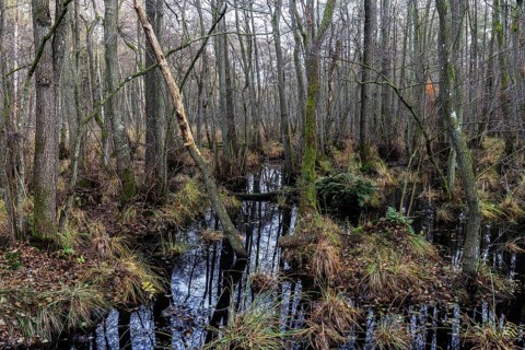 Moorland in the pristine Darßwald, Darß, Fischland-Darß-Zingst, Western Pomerania Lagoon Area