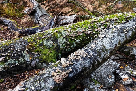Tree fungus, Split Gill (Schizophyllum commune), on dead tree trunk, Darßwald, Darß,
