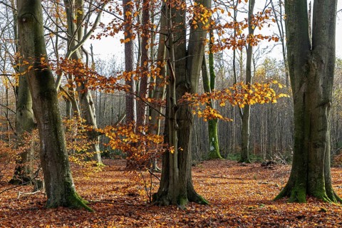 Autumn forest, autumn-colored trees, Darßwald, Darß, Fischland-Darß-Zingst, Western Pomerania