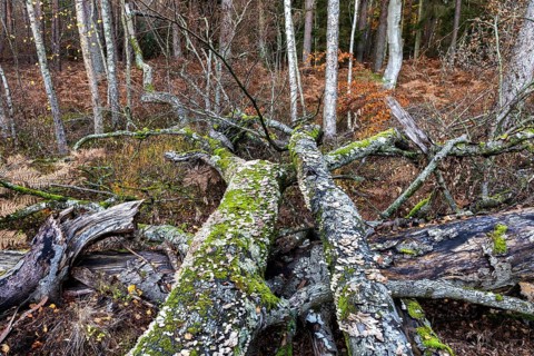 Dead tree trunks with tree fungi, Split Gill (Schizophyllum commune), lying on forest floor,