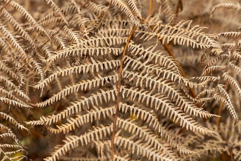 Brown fern leaf, Darßwald, Darß, Fischland-Darß-Zingst, Western Pomerania Lagoon Area National
