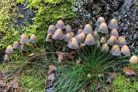 Mushroom, mica tintling (Coprinellus micaceus), Darßwald, Darß, Fischland-Darß-Zingst,