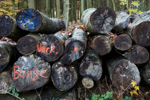 Felled tree trunks lie on the side of the road, marked with paint, Darßwald, Fischland-Darß-Zingst,