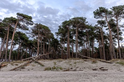 Weststrand Darß, Baltic Sea, Fischland-Darß-Zingst, Western Pomerania Lagoon Area National Park,