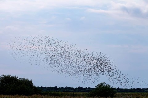 More and more starlings (Sturnus vulgaris) gather at the roost and begin to form formations, autumn