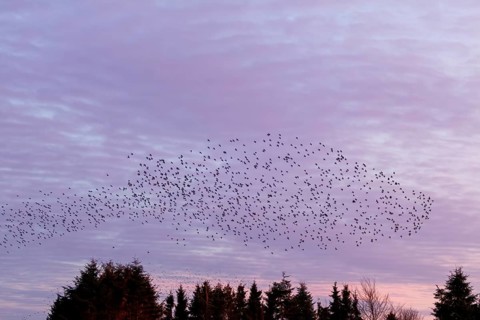 Flock of starlings (Sturnus vulgaris) directly above the roost, flock of birds, autumn migration,