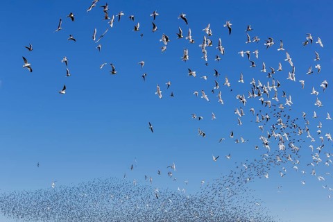 A flock of starlings (Sturnus vulgaris) as well as storm petrels (Larus canus) and black-headed
