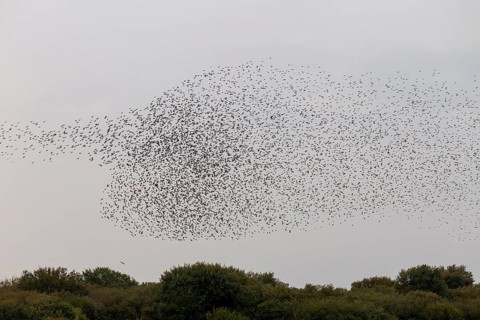 Below the flock of starlings (Sturnus vulgaris), a sparrowhawk (Accipiter nisus) follows the birds
