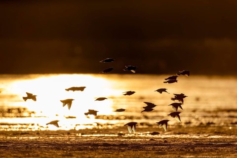 A small flock of starlings (Sturnus vulgaris) backlit, evening light, reflection, Germany