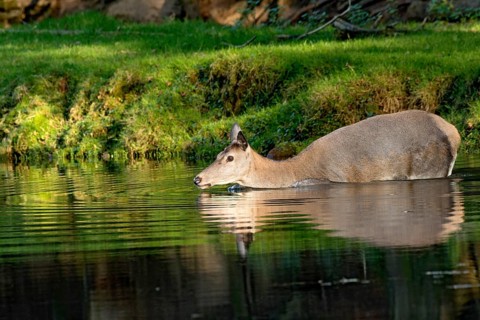 Female red deer (Cervus elaphus), wild deer, doe bathing, swimming on the bank of a pond at the