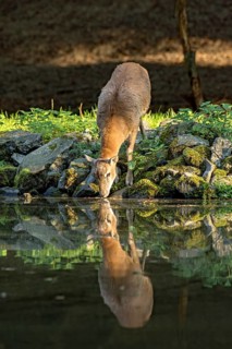 European mouflon (Ovis gmelini musimon), female, mouflon, mouflon drinking water from pond on