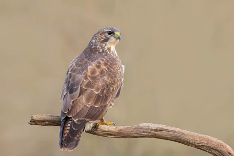 Buzzard (Buteo buteo) sitting attentively on a branch, wildlife, animals, birds, bird of prey,