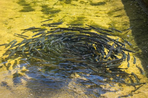 Trout in the pond, Kreuth fishing, Herzogliche Fischzucht Wildbad Kreuth, Tegernsee Valley, Upper