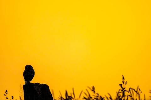 The silhouette of an owl Little Owl (Athene noctua) stands out clearly against a yellow, expansive