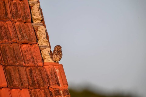 Little owl (Athene noctua) adult adult bird sitting on the edge of a tiled roof of a building and