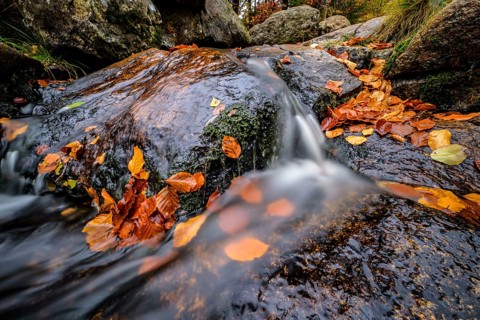 River Bode flows over smooth-cut rocks with autumn colors, autumn colors in the Bodetal nature
