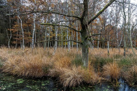 Moor landscape in the Osterwald forest with bog birch trees (Betula pubescens), Zingst,
