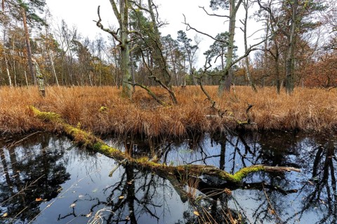 Moorland with trees in Osterwald, Zingst, Fischland-Darß-Zingst, Western Pomerania Lagoon Area