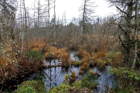 Moorland with dead trees in Osterwald, Zingst, Fischland-Darß-Zingst, Western Pomerania Lagoon Area