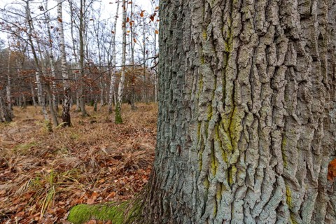 Birch trees (Betula), birch forest, thick tree trunk in front, Osterwald, Zingst,