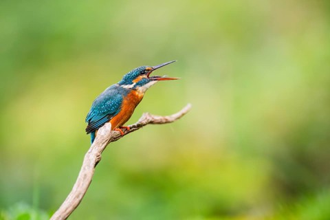 Common kingfisher (Alcedo atthis) sitting on an old wooden branch eating his fresh cought fish in
