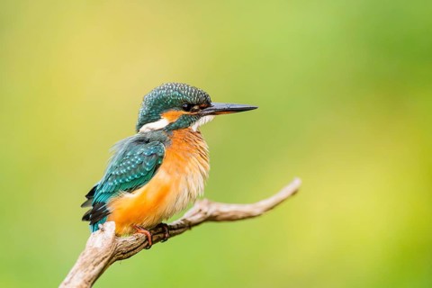 Common kingfisher (Alcedo atthis) sitting on an old wooden branch in late summer, wildife, Bavaria,