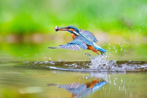 Common kingfisher (Alcedo atthis) flying out of the water with a fresh cought fish in his beak in