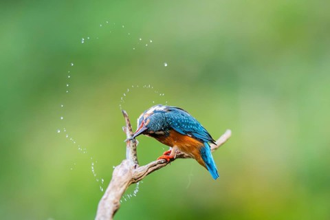 Common kingfisher (Alcedo atthis) sitting on an old wooden branch eating his fresh cought fish in