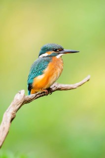 Common kingfisher (Alcedo atthis) sitting on an old wooden branch in late summer, wildife, Bavaria,