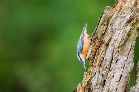 Eurasian nuthatch (Sitta europaea) sitting on an old wrotten tree trunk at a swamp, Bavaria,