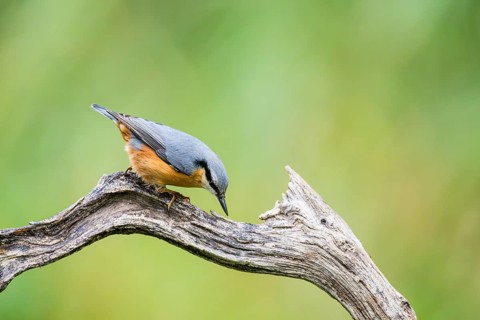 Eurasian nuthatch (Sitta europaea) sitting on an old wooden branch at a swamp, Bavaria, Germany