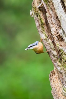 Eurasian nuthatch (Sitta europaea) sitting on an old wrotten tree trunk at a swamp, Bavaria,