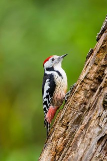 Middle spotted woodpecker (Dendrocoptes medius) sitting on an old wrotten tree trunk in late