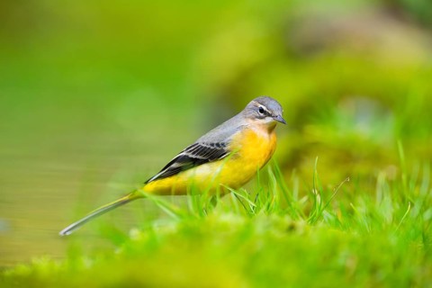 Grey Wagtail (Motacilla cinerea) hunting at a little lake in a swamp, wildlife, Germany