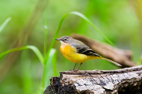Grey Wagtail (Motacilla cinerea) sitting on an old wood, wildlife, Germany