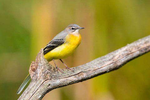 Grey Wagtail (Motacilla cinerea) sitting on a branch, wildlife, Germany