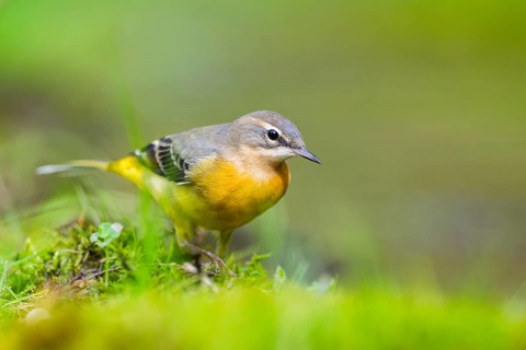 Grey Wagtail (Motacilla cinerea) hunting at a little lake in a swamp, wildlife, Germany