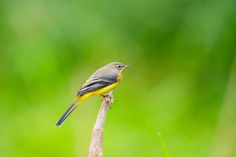 Grey Wagtail (Motacilla cinerea) sitting on a branch, wildlife, Germany