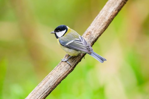 Great tit (Parus major) sitting on stem of a reed at a swamp, Bavaria, Germany