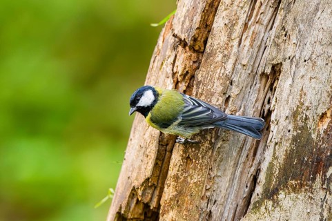 Great tit (Parus major) sitting on an old wrotten tree trunk at a swamp, Bavaria, Germany