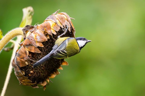 Great tit (Parus major) sitting on an old sunflower blossom with seeds inside, Bavaria, Germany