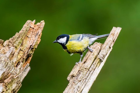 Great tit (Parus major) sitting on an old wrotten tree trunk at a swamp, Bavaria, Germany