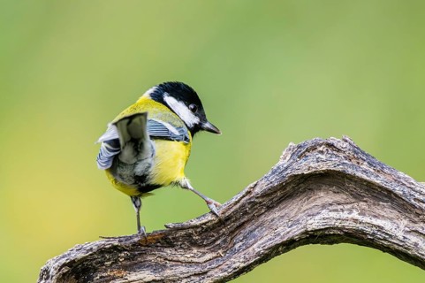 Great tit (Parus major) sitting on an old wood at a swamp, Bavaria, Germany