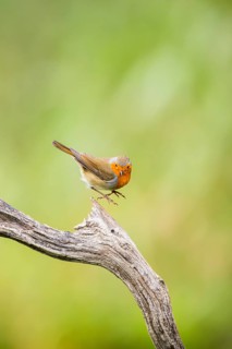 European robin (Erithacus rubecula) sitting on an old wooden branch, Bavaria, Germany