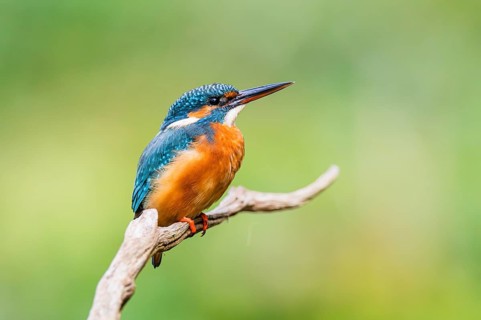 Common kingfisher (Alcedo atthis) sitting on an old wooden branch in late summer, wildife, Bavaria,