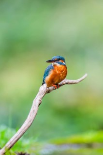 Common kingfisher (Alcedo atthis) sitting on an old wooden branch in late summer, wildife, Bavaria,