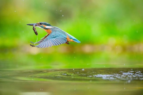 Common kingfisher (Alcedo atthis) flying out of the water with a fresh cought fish in his beak in