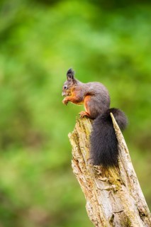 Red squirrel (Sciurus vulgaris) sitting on an old wrotten tree trunk in a forest, Bavaria, Gernany