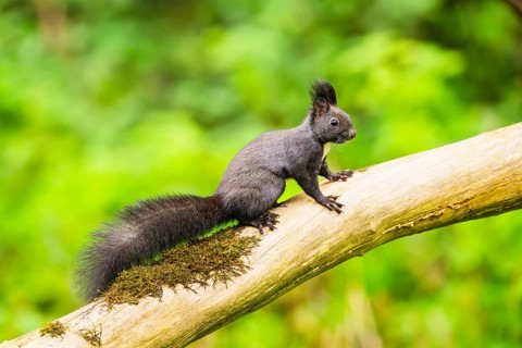 Red squirrel (Sciurus vulgaris) sitting on an old wrotten tree trunk in a forest, Bavaria, Gernany