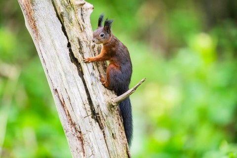 Red squirrel (Sciurus vulgaris) sitting on an old wrotten tree trunk in a forest, Bavaria, Gernany